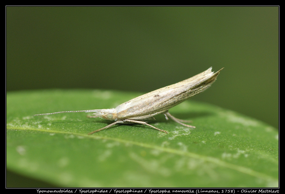 Ypsolopha nemorella (Linnaeus, 1758)