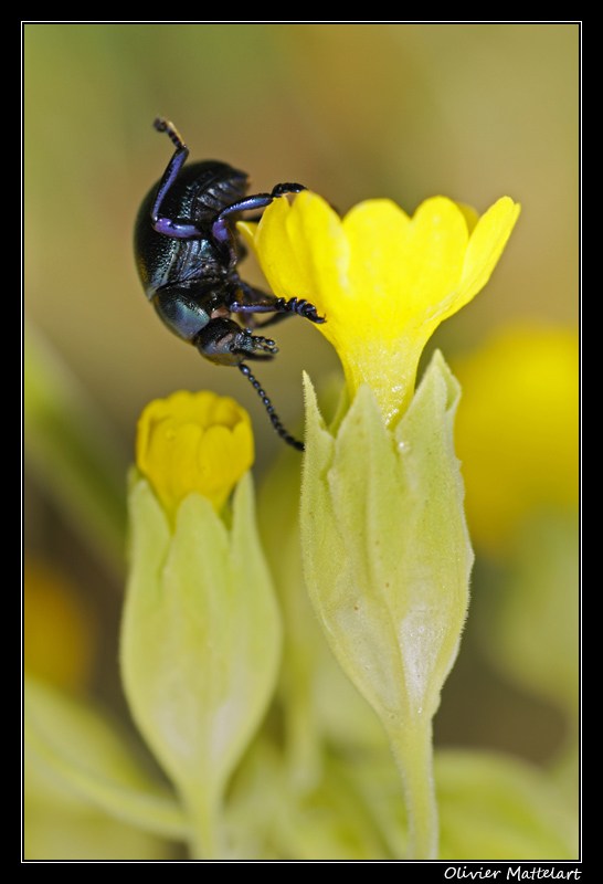 Timarcha goettingensis